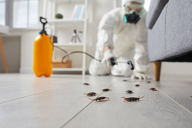 Commercial Rodent Management in Bridgewater Center